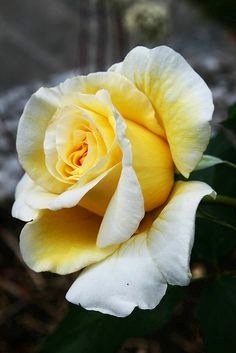 This Bud’s For&nbsp;You